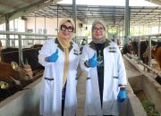117 Ekor Sapi Siap Dikirim ke Kalimantan, Bupati Barru Pantau Karantina Jelang Idul Adha